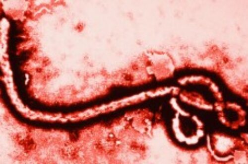 Article : Mali : les dernières informations sur le virus Ebola
