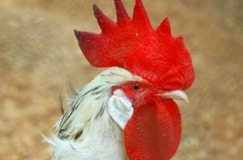 Article : Chronique du monde magique du poulet en Afrique de l’Ouest (1er épisode).