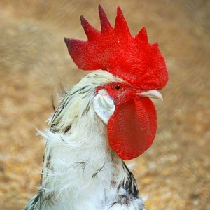 Article : Chronique du monde magique du poulet en Afrique de l’Ouest (1er épisode).