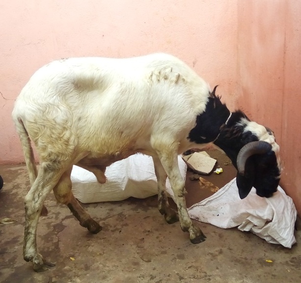 Le mouton de la famille Sow - Crédit : kibaru Online
