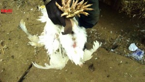 Article : Bamako : pendant les fêtes de fin d’année, le poulet est roi