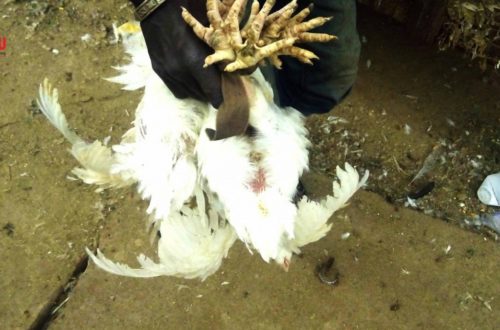 Article : Bamako : pendant les fêtes de fin d’année, le poulet est roi